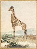 U 047
<br/>
Een giraffe (Giraffa camelopardalis)
<br/>
<em>Schouman, Aert (1710-1792)</em>